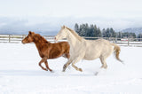 Winter Horses EI016003
