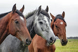 Old Grey Mare Horse EI016005