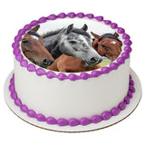 Old Grey Mare Horse EI016005