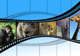 Jungle Animal Film Strip EI016006