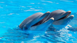 Playful Dolphins EI016009