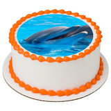 Playful Dolphins EI016009