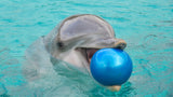 Dolphin with Ball EI016012